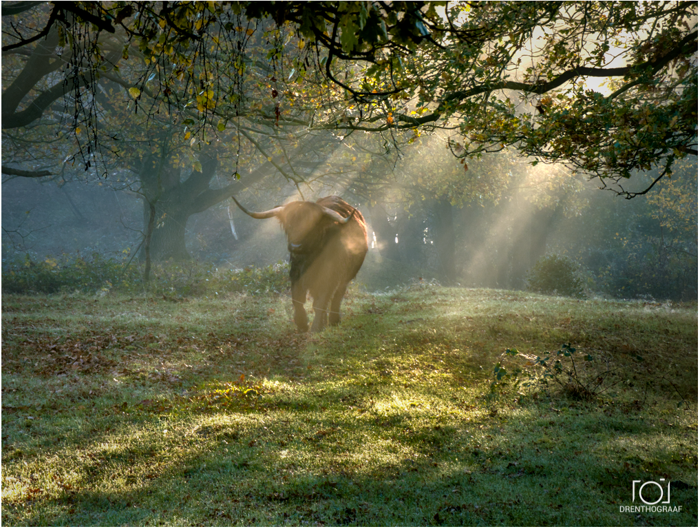 schotse hooglander bos zonnestralen