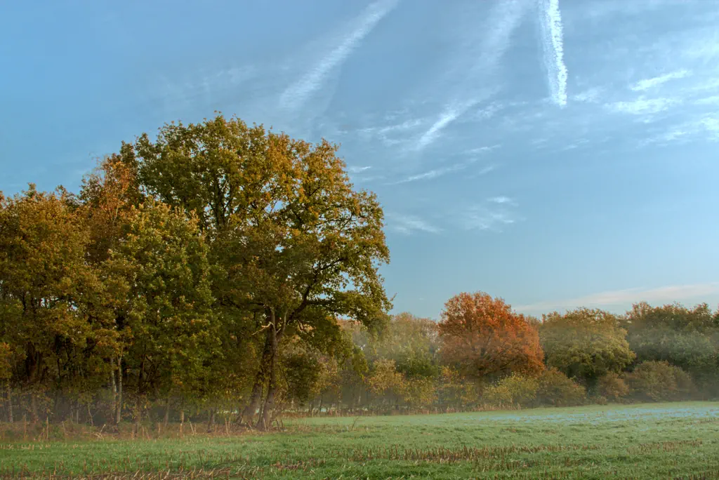 verkleurende bomen, mistflarden, herfst