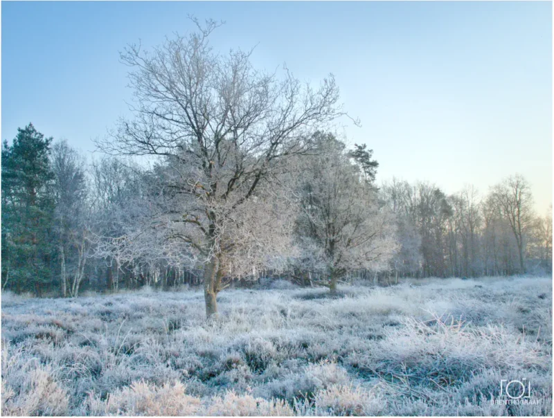 Witte rijp, winter, staalblauw