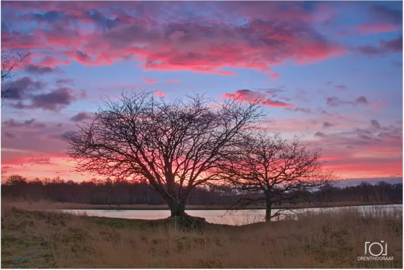 Ochtendrood met boom