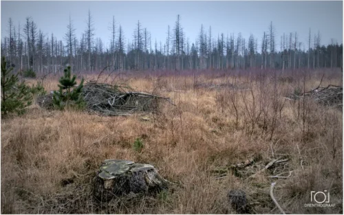 kale dennenbomen op de achtergrond, snoei afval op de voorgrond