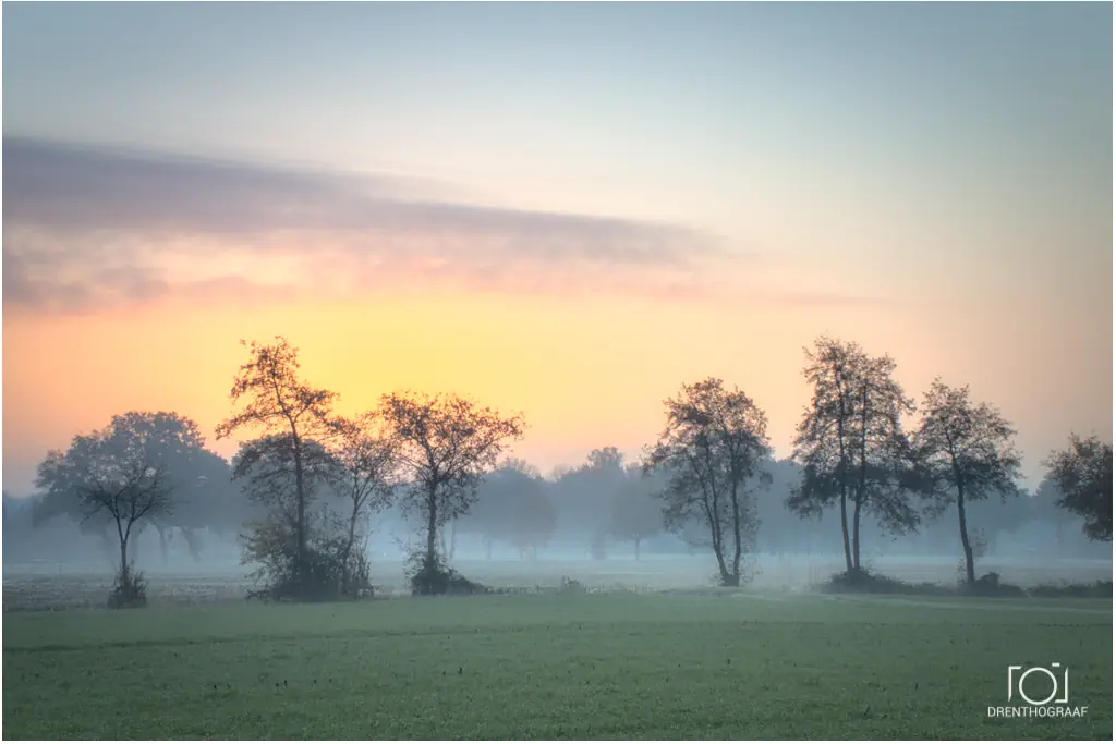 kleurende lucht voor zonsopkomst, Diverse bomen op een rij in het gras