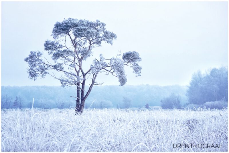 Wit bevroren landschap, Rijp aan de bomen, koud en wit. Inspiratie in februari