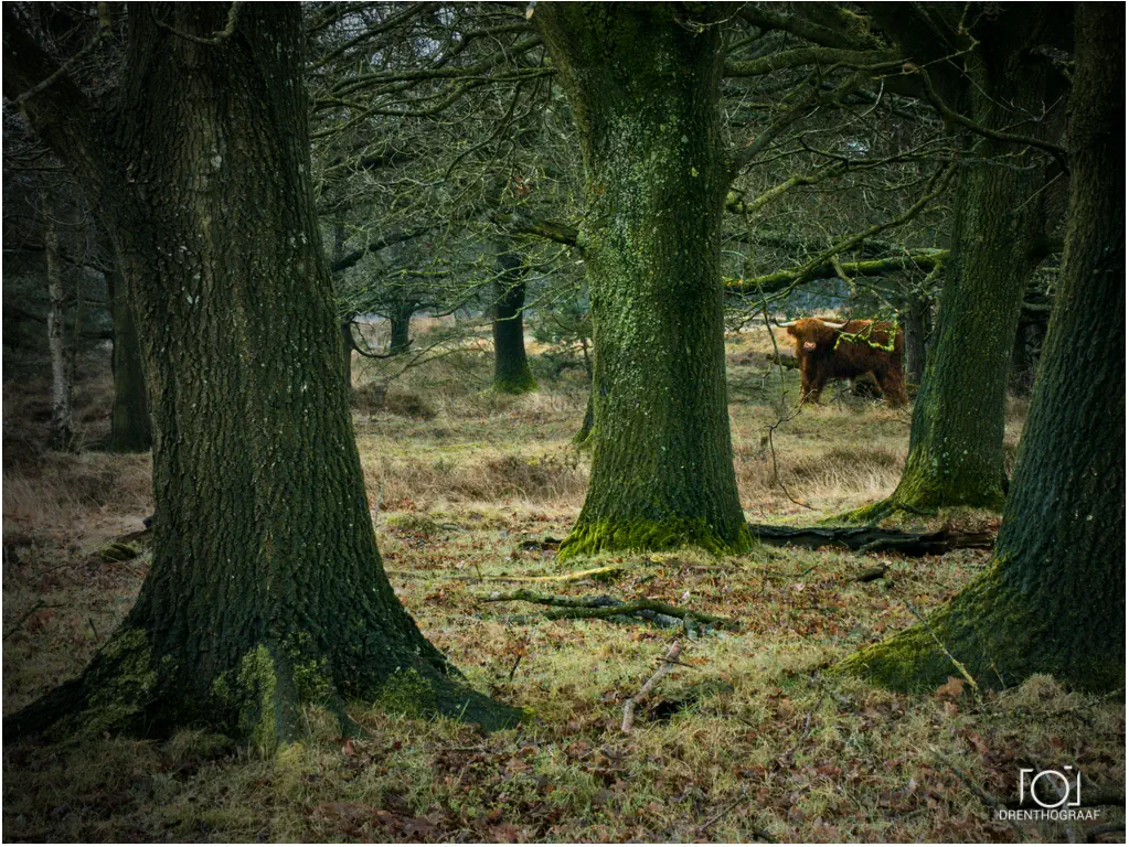 Bomen en Schotse Hooglander, op jacht naar nieuwe fotolocaties