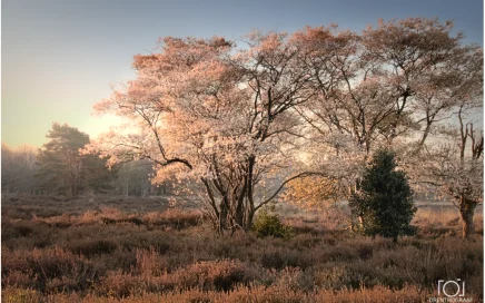 bloesem, zonsopkomst, lente