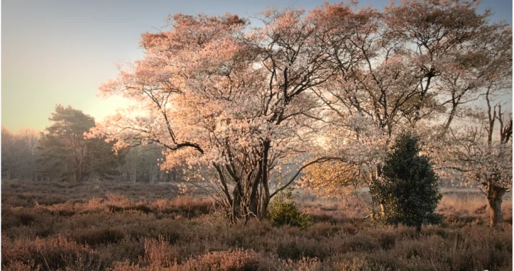 bloesem, zonsopkomst, lente