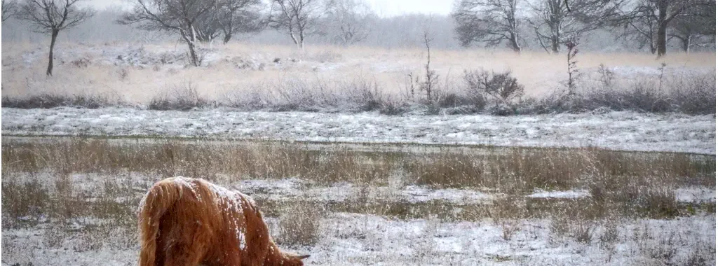 schotse Hooglander, wit, landschap