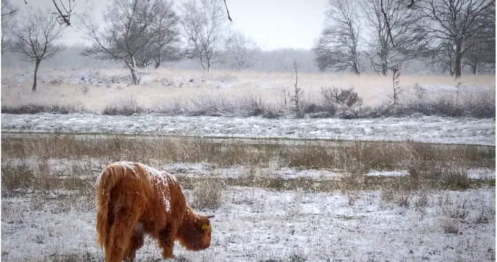 schotse Hooglander, wit, landschap
