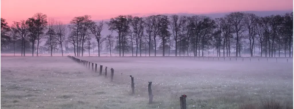 Ochtendrood met een beetje mist. De bomenrij in de verte worden ingeleid door een rij paaltje in het weiland. Over het weiland zweven mistflarden.