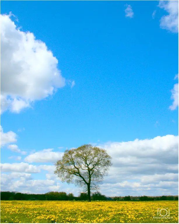 Boom in veld vol gele paardenbloemen en blauwe lucht met enkele wolken