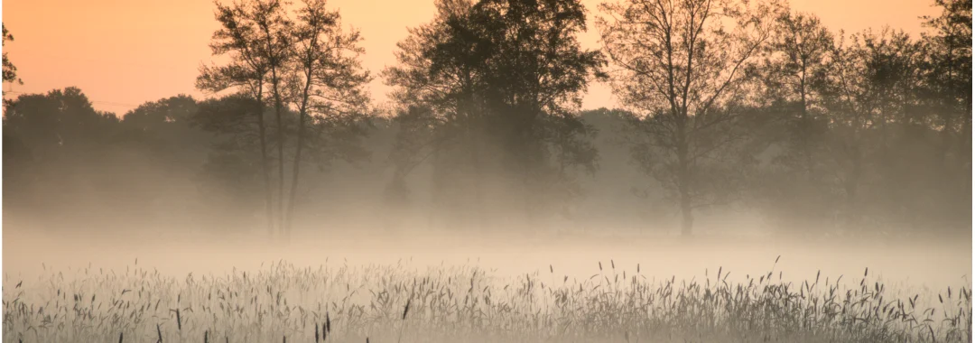 dampende mist, oranje, contrast