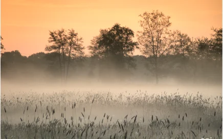 dampende mist, oranje, contrast