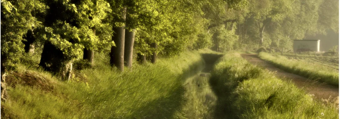Wat doet licht in een foto. Inkomend zonlicht bij een bosrand