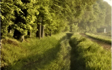 Wat doet licht in een foto. Inkomend zonlicht bij een bosrand