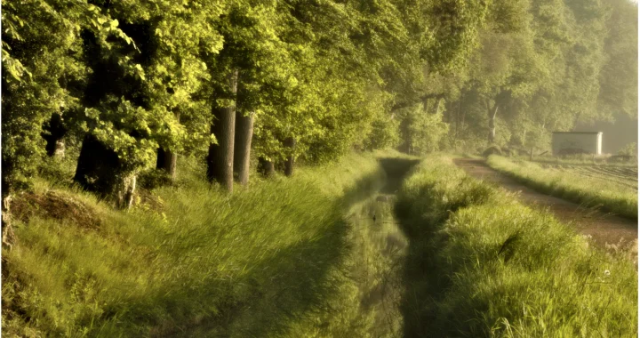 Wat doet licht in een foto. Inkomend zonlicht bij een bosrand