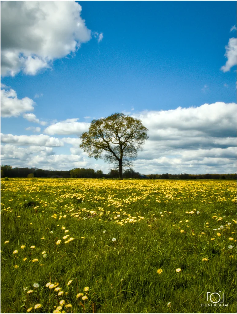 fotograferen met zon mee