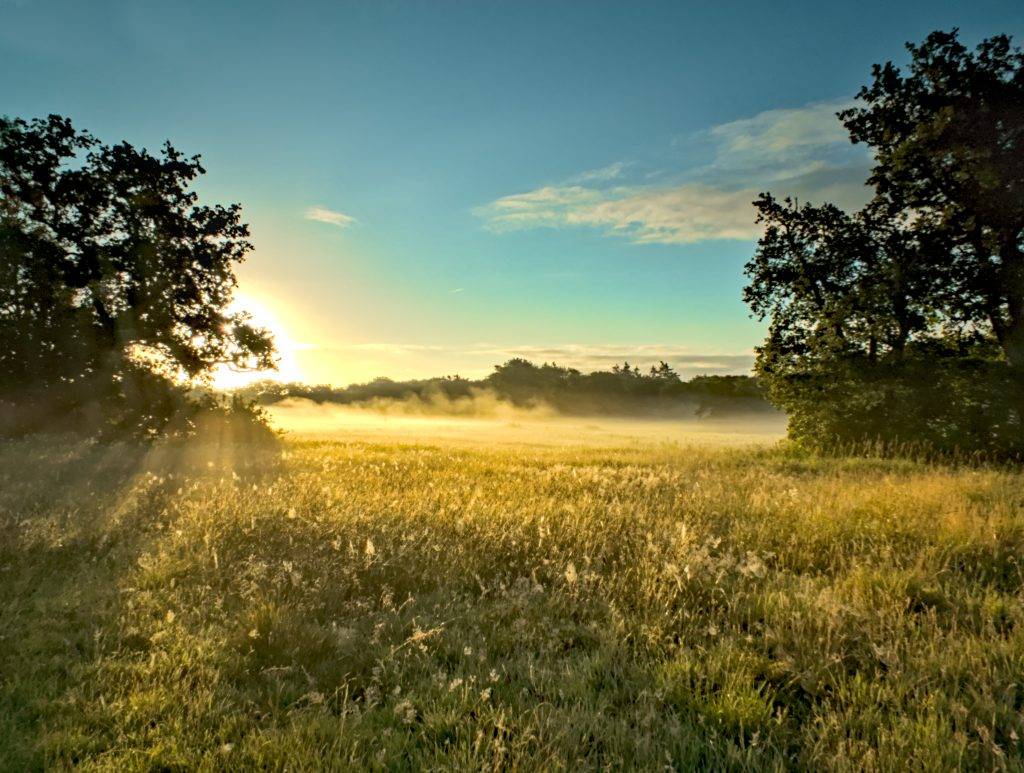 Veld, tegenlicht, zon fotografie