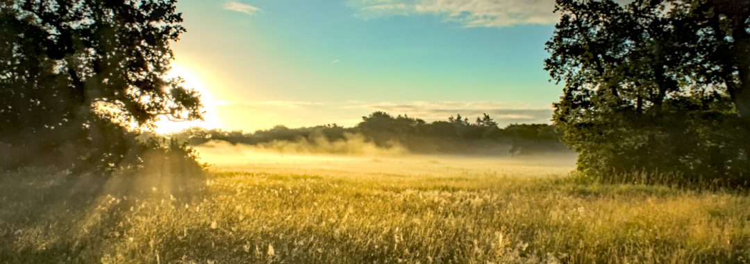 Veld, tegenlicht, zon fotografie