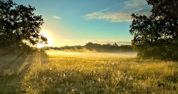 Veld, tegenlicht, zon fotografie