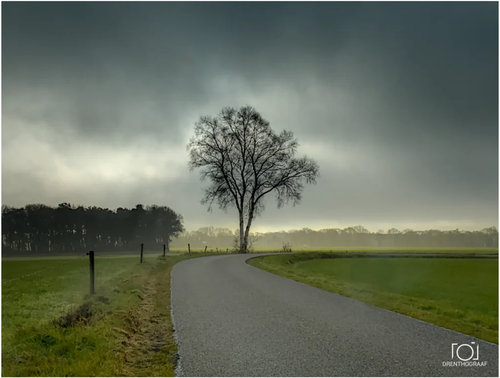 tegenlicht boom dreigende lucht