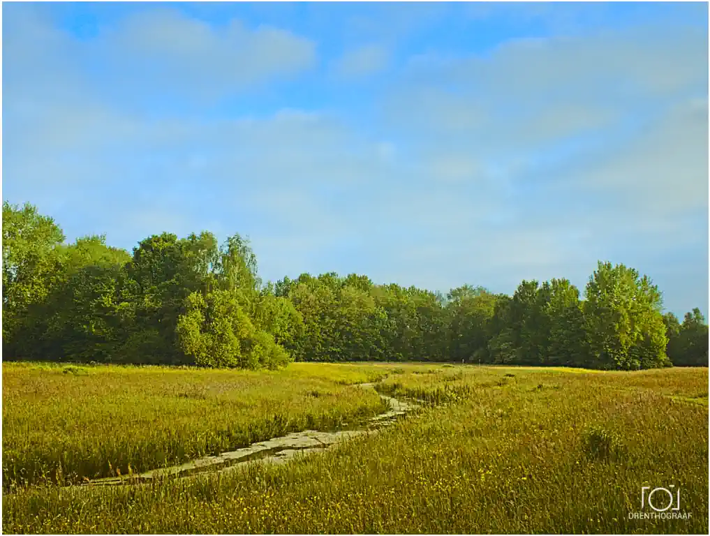 Beekdal, bloeiend gras