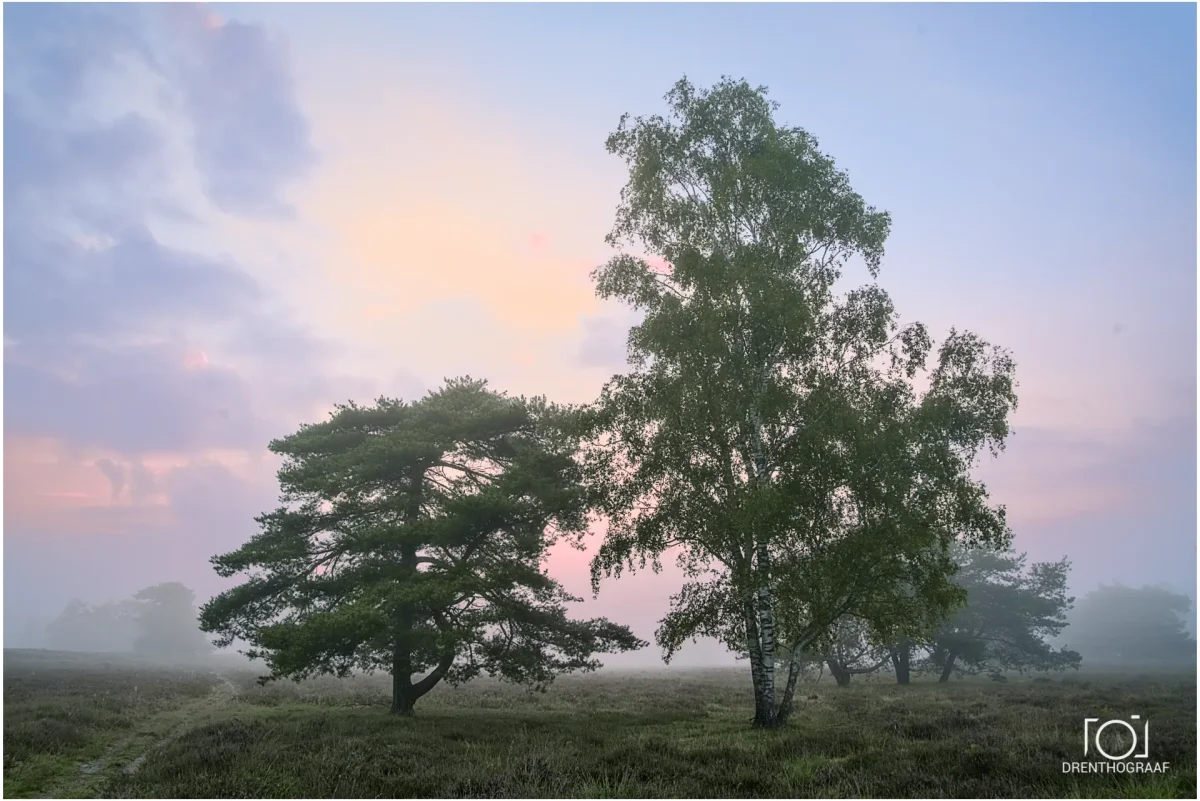 twee bomen voor gekleurde lucht