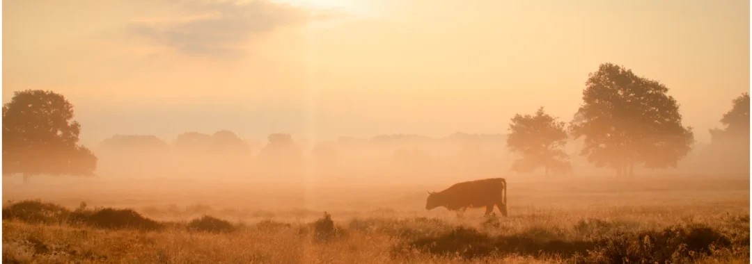 2022, Meer van dit, schotse Hooglander