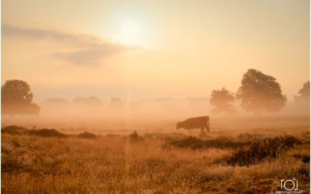 2022, Meer van dit, schotse Hooglander