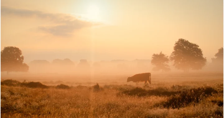 2022, Meer van dit, schotse Hooglander