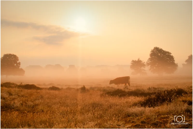 Meer van dit graag