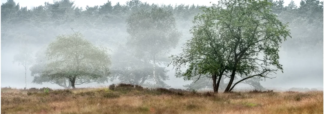Bomen de mist in