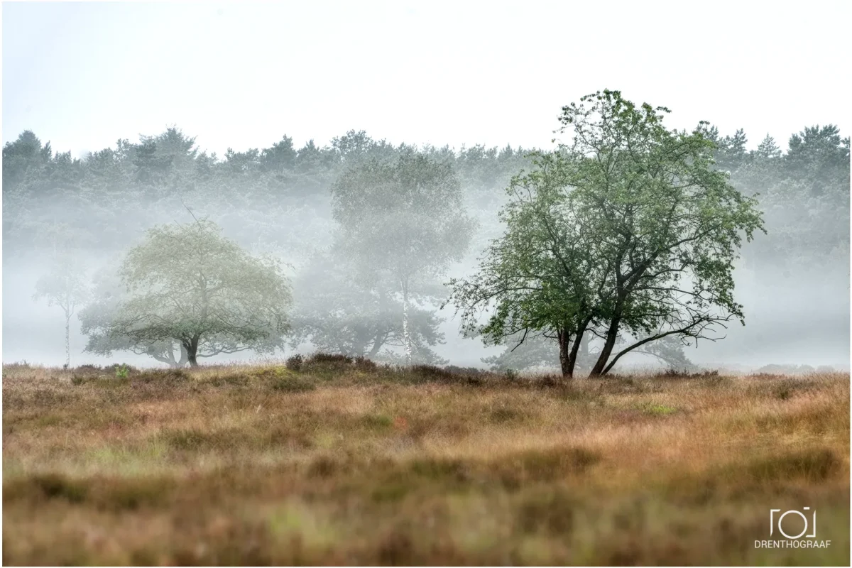 Bomen de mist in