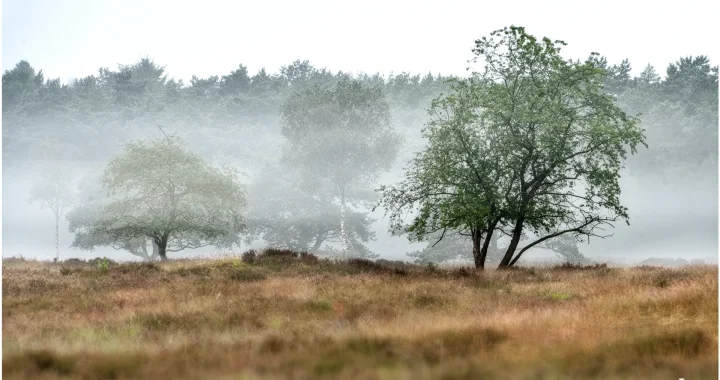 Bomen de mist in