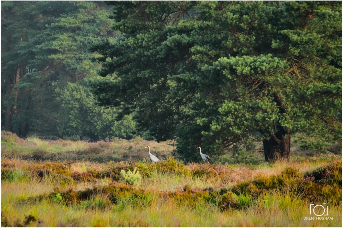 Kraanvogels in het veld