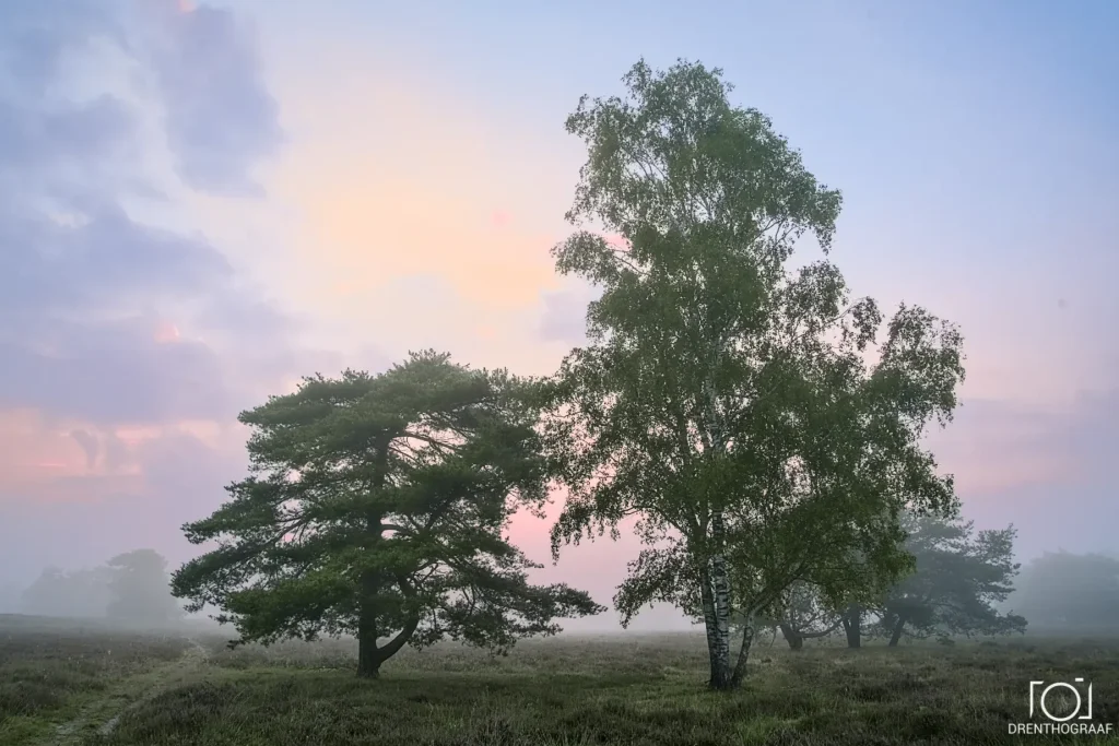 twee bomen voor gekleurde lucht