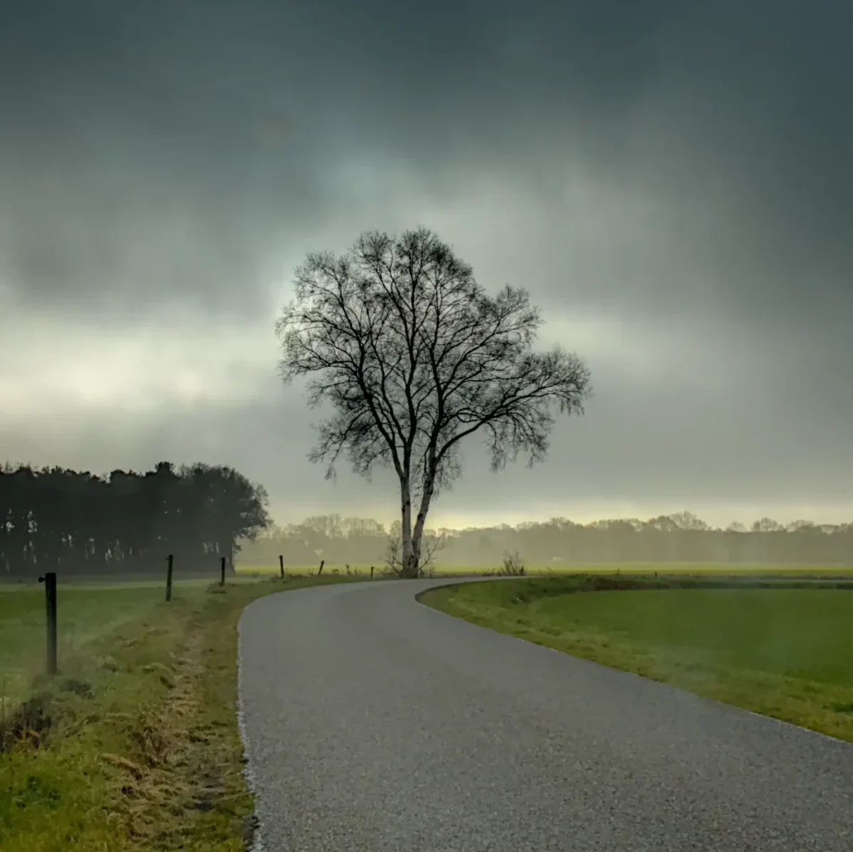tegenlicht boom dreigende lucht