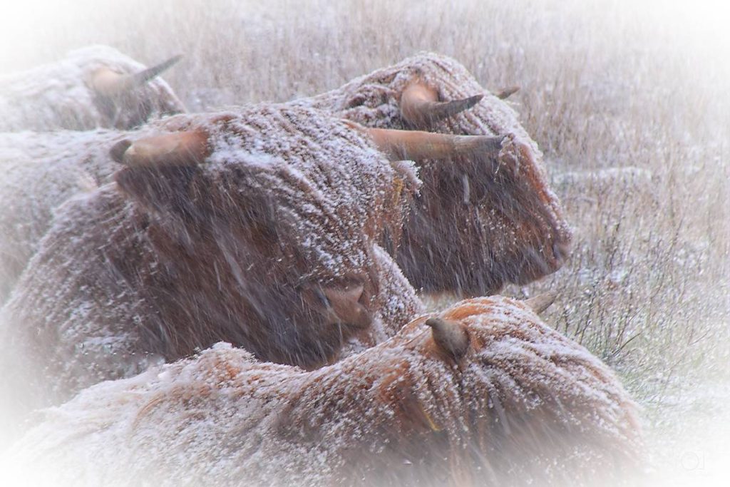 Schotse hooglanders met een laagje sneeuw op hun vacht en hoorns liggen in een grasveld terwijl het sneeuwt
