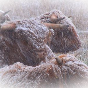 Schotse hooglanders met een laagje sneeuw op hun vacht en hoorns liggen in een grasveld terwijl het sneeuwt