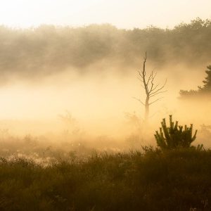 Gouden ochtendnevel hult een wilde weelderige heide in een deken en tekent het silhouet van een kale boom en jonge dennen af ​​tegen een schaduwrijk bos; een sereen, sfeervol tafereel.