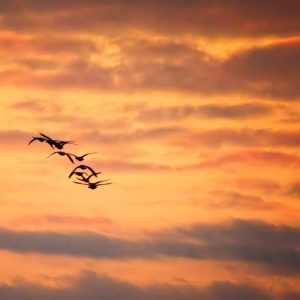 Een zwerm vogels vliegt voor een spectaculaire oranje zonsondergang langs, in silhouet tegen gelaagde wolken, wat zorgt voor een warme, vredige en filmische sfeer.