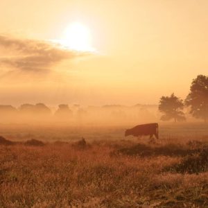 Een eenzame koe graast bij zonsopgang in een mistige weide, omringd door bomen in silhouet en gouden velden, wat zorgt voor een vredig landelijk tafereel.