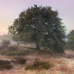 A broad oak tree stands in a misty meadow at dawn, surrounded by dry grasses and shrubs beneath a soft lavender sky, creating a serene mood.