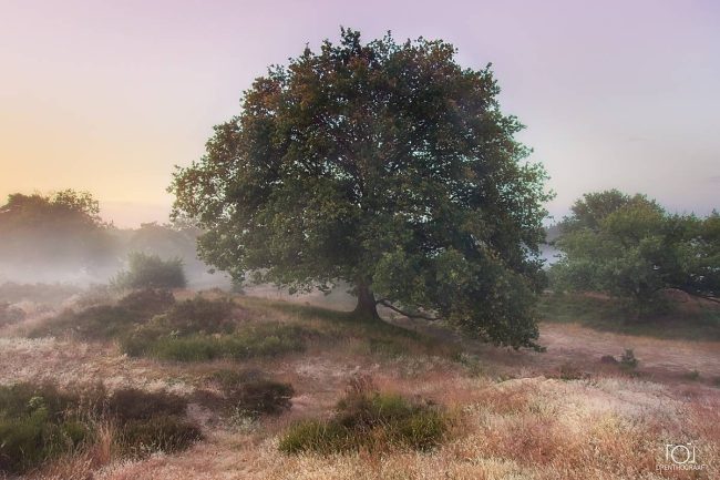 A broad oak tree stands in a misty meadow at dawn, surrounded by dry grasses and shrubs beneath a soft lavender sky, creating a serene mood.