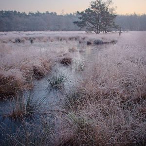 Met rijp bedekt moerasgras omlijst een kronkelende beek onder een eenzame den, met daarachter een nevelig bos in een verstild, winters ochtendlandschap.
