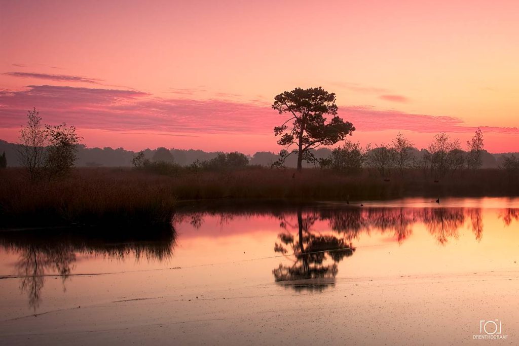 Roze-oranje zonsondergang boven een rustige vijver in een nat heidegebied, met een eenzame boom en grassen in silhouet tegen het kleurrijke, spiegelende water.
