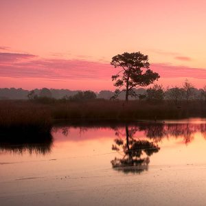Roze-oranje zonsondergang boven een rustige vijver in een nat heidegebied, met een eenzame boom en grassen in silhouet tegen het kleurrijke, spiegelende water.
