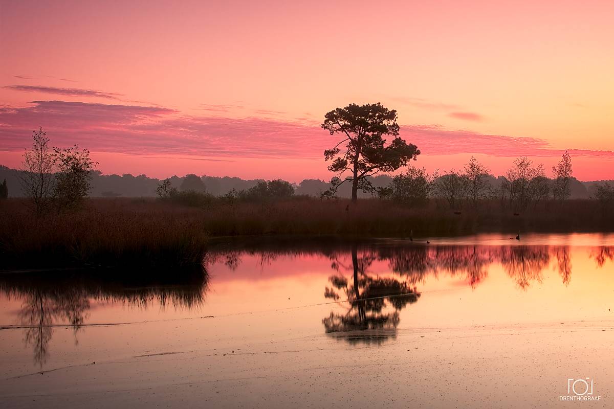 Roze-oranje zonsondergang boven een rustige vijver in een nat heidegebied, met een eenzame boom en grassen in silhouet tegen het kleurrijke, spiegelende water.