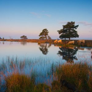 Een sereen nat heidegebied bij zonsopkomst, met goudkleurig gras, verspreide bomen en heldere weerspiegelingen in stilstaand water onder een zachtblauwe en roze lucht.