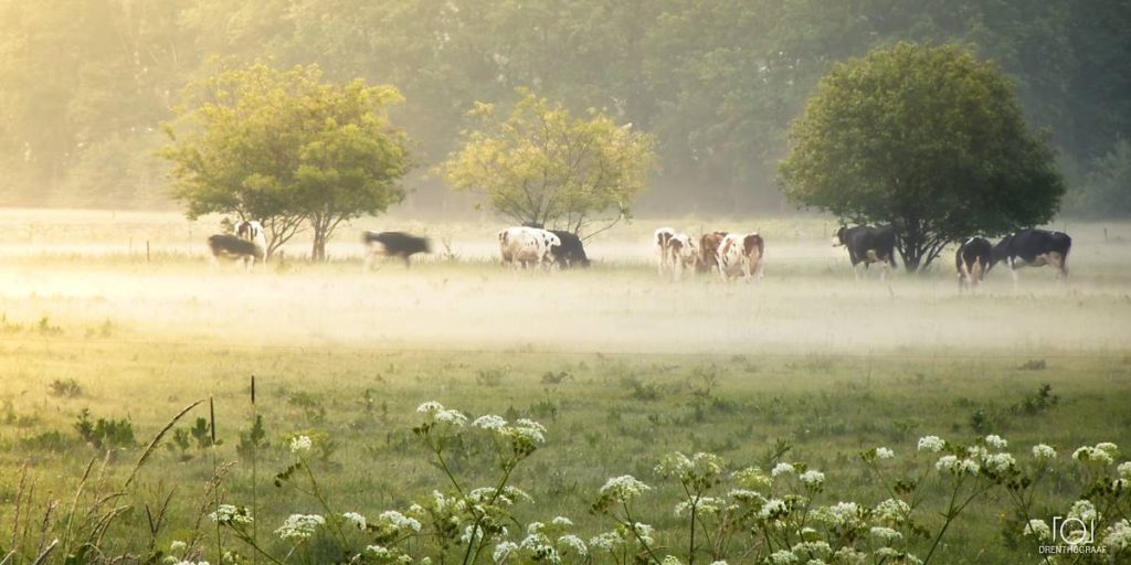 Koeien grazen in een zonovergoten, nevelige weide onder bladerrijke bomen, met witte wilde bloemen op de voorgrond die zorgen voor een vredig landelijk tafereel.