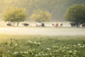 Koeien grazen in een zonovergoten, nevelige weide onder bladerrijke bomen, met witte wilde bloemen op de voorgrond die zorgen voor een vredig landelijk tafereel.
